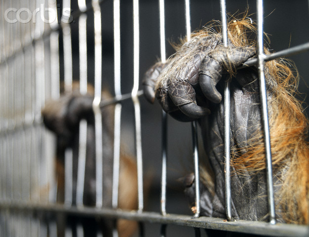 macaco segurando grades de jaula