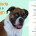 cartaz de divulgação de ensaio fotografico para ajudar a cadela megh