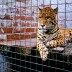 Leopardo em jaula