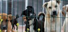 Cães à espera de adoção no canil municipal de Mataró